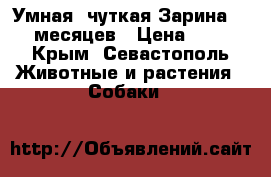 Умная, чуткая Зарина. 5 месяцев › Цена ­ 1 - Крым, Севастополь Животные и растения » Собаки   